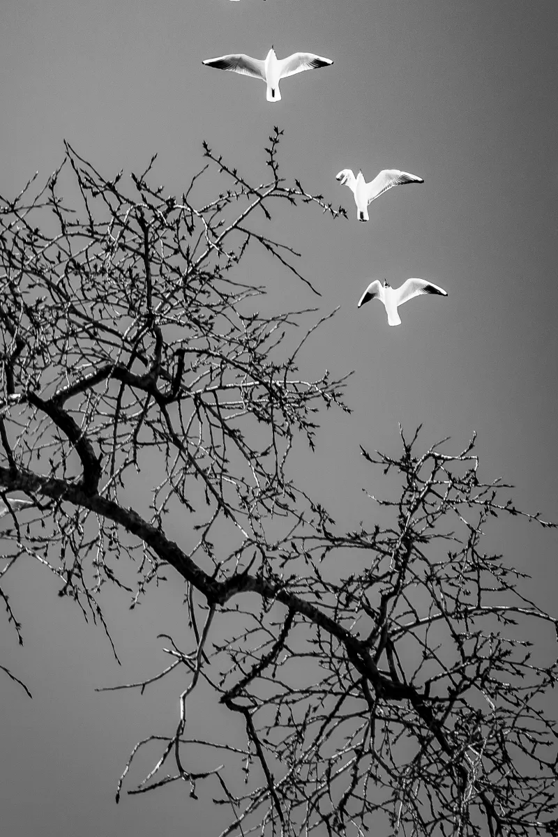 Three white birds flying above bare tree branches in black and white